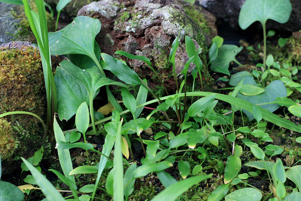 Тривиальные криптокорины спиральная (Cryptocoryne spiralis) и Вендта (Cryptocoryne wendtii) в окружении широких листьев зауруруса поникшего (Saururus cernuus). 