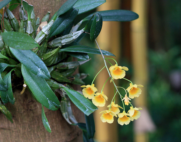 Дендробиум скученный (Dendrobium aggregatum) не только радовал глаз своими желтыми соцветиями, но и источал в ближайщем своем окружении сладкий запах меда. В природе эта орхидея обитает в предгорьях Индии, Китая и Индонезии.
