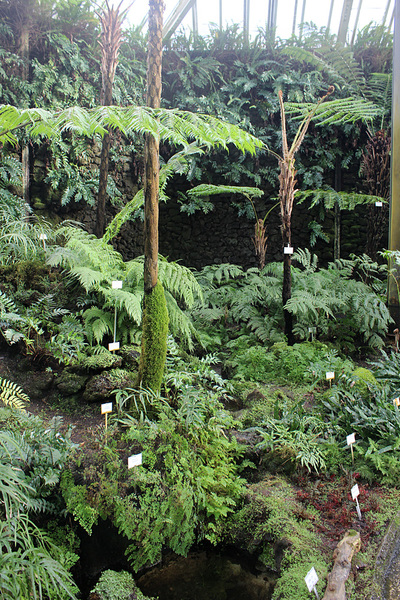 Папоротники. Внешне эта композиция напоминает нижний ярус тропического леса юга Австралии. Berlin-Dahlem Botanical Garden.