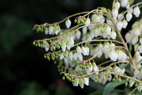 Еще один любитель ранней весны - Пиерис (Pieris sp.). Относится к семейству Вересковые (Ericaceae).