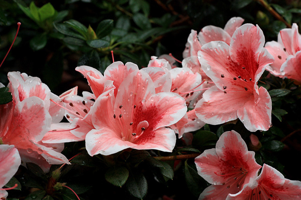 Рододендрон Симса (Rhododendron simsii) или индийская азалия. Фестивали цветущих азалий и камелий сейчас проходят почти во всех ботанических садах с умеренным климатом. Дверь в оранжерею в течении всего дня открыта на улицу.