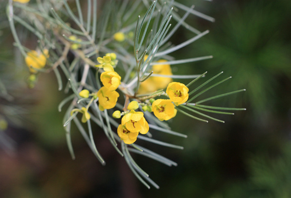 Senna artemisioides - эндемик Австралии. Несмотря на иголки относится к семейству Бобовые ( Fabaceae).