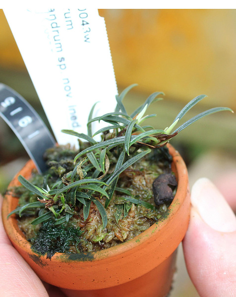 Миниатюрный аридарум бархатно-пыльниковый (Aridarum velutandrum). Эндемик Борнео