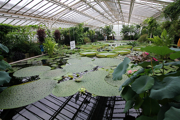 "Виктория-хаус" мюнхенского ботанического сада - рай для самых крупных в мире кувшинок - Эвриалы устрашающей (Euryale ferox) и Виктории амазонской (Victoria amazonica).