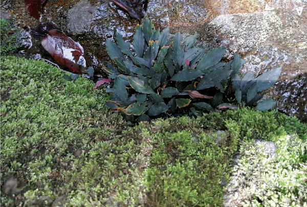 Буцефаландра данумская (Bucephalandra danumensis) в на камнях водопада Tembaling Falls в штате Сабах - очередная находка Питера Бойса. Это всего лишь второй случай обнаружения буцефаландр в этом малазийском штате.