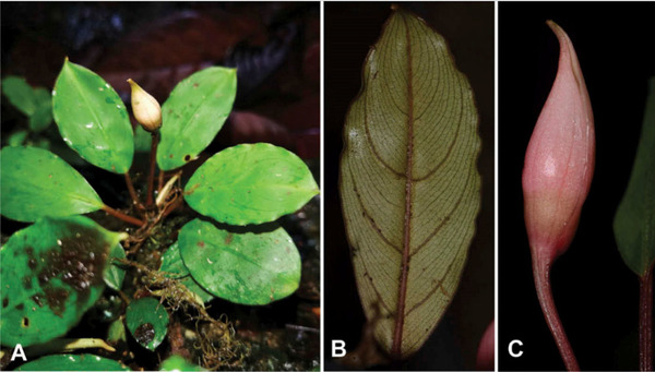 Буцефаландра данумская (Bucephalandra danumensis): A - взрослое растение в природе, В - обратная сторона листа, С - соцветие в фазе созревания женских цветков.