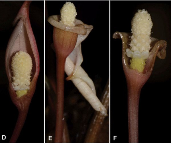 Сщцветие буцефаландры данумской (Bucephalandra danumensis): D - поздний период созревания женских цветков, E и F - период созревания мужских цветков. На фотографиях D и F часть покрывала удалена исскуственно.