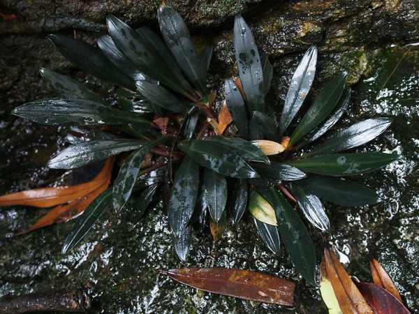 Bucephalandra ultramaﬁca - единственная известная буцефаландра Сабаха до открытия Буцефаландры данумской (Bucephalandra danumensis). Этот вид отличается более удлиненной листовой пластиной.