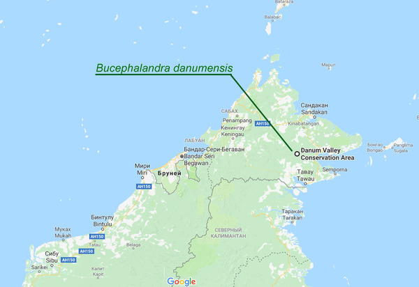 Ареал обитания Буцефаландры данумской (Bucephalandra danumensis). Истоки реки Danum river, Sabah, Kalimantan.
