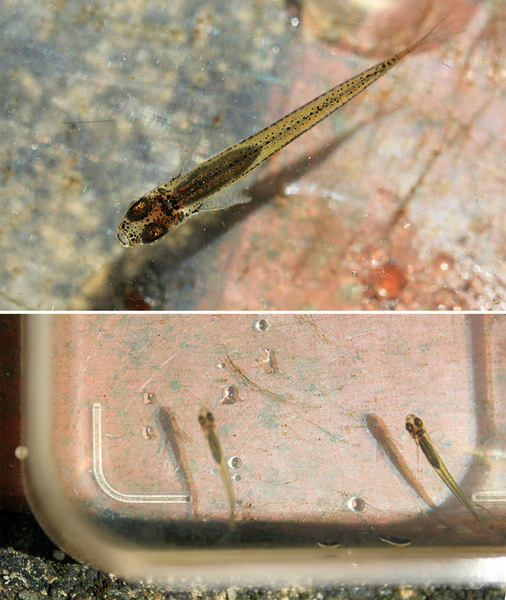Phenacostethus smithi. Размер находки врядли превышал 2 см в длинну. Для фотографирования рыб в качестве аквариума мы использовали коробочку из под конфет "Рафаэлло".