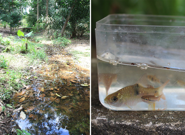 Небольшой ручей в рекреационной зоне недалеко от города Кота Тингги (Kota Tinggi) в малазийском штате Джохор (Johor) оказался настоящим Клондайком разнообразной ихтиофауны и водной флоры.