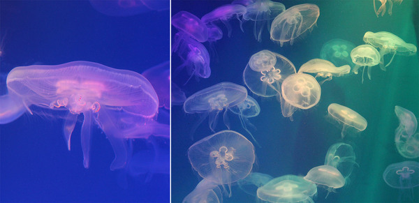 Ушастые медузы (Aurelia aurita). Широко распространены в морях тропической и умеренной зоны. Сотрудникам океанариума удалось получить потомство от этих удивительных животных.