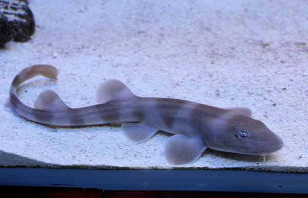 Малек кошачьей акулы. Сотрудникам океанариума удается не только содержать этих животных, но и получать от них потомство.