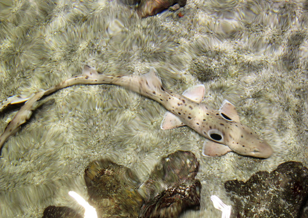 Глазчатая кошачья (эполетная) акула (Hemiscyllium ocellatum) имеет интересную яркую окраску. В природе встречается у берегов Новой Гвинеи и Австралии.
