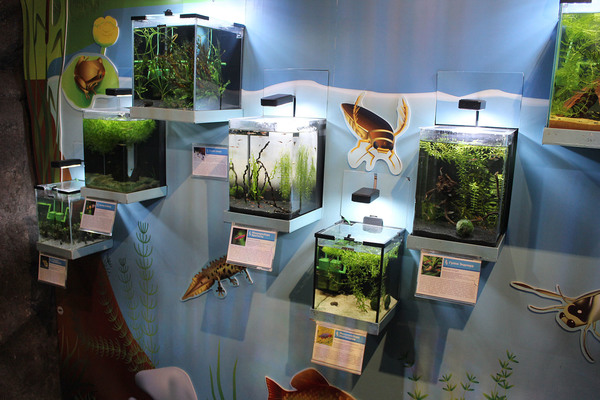 Посетителей на входе встречают изящно оформленные мини-аквариумы с популярными небольшими пресноводными рыбками со всех концов Света.
