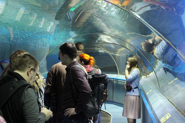 Туннель в океанариуме небольшой, но зато оборудован движущейся дорожкой. Здесь посетители могут наблюдать за проплывающими над головой акулами и скатами.