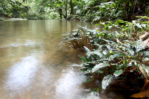 Небольшая горная речка в окрестностях малазийского города Кучинг (Kuching). Место обитания буцефаландры Богнера (Bucephalandra bogneri). Фотография из нашего первого путешествия (2013 год).