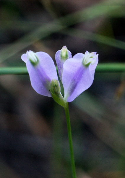 Соцветие Burmannia subcoelestis. Долгое время бурманнии относили к семейству Орхидные, и лишь не так давно выделили в отдельное семейство Бурманниевые (Burmanniaceae).
