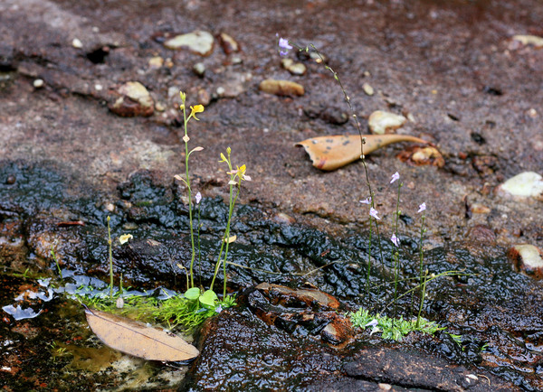 Пузырчатки на каменистом берегу небольшого горного ручья в центральной части вьетнамского острова Фукуок. Пузырчатки являются гетеротрофами, поскольку часть своего питания получают за счет переваривания насекомых. Такой тип питания объясняет мало развитые листья растения.