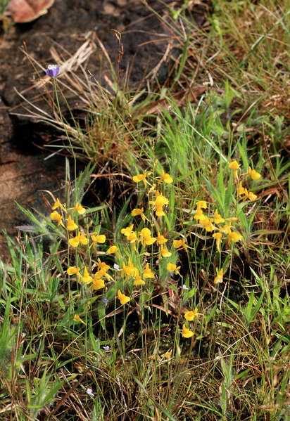 На этой фотографии хорошо видно, что "желтая" пузырчатка доминирует в природе, и лишь отдельные экземпляры пузырчатки голубой (Utricularia caerulea) пробиваются сквозь ее заросли.