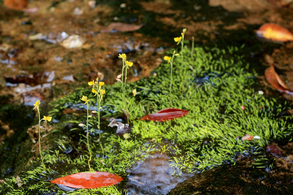 Пузырчатка душистая (Utricularia odorata) или пузырчатка лазящая (Utricularia scandens). Растение образует колоннии в трещинах камней, где ему удается закрепиться своей корневой системой и противостоять быстрым потокам воды.