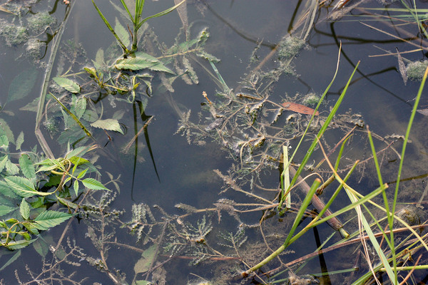 Рдест курчавый (Potamogeton crispus) - плавающие у берега растения. Важно отметить, что растение даже в такой ситуации не дает "сухих" плавающих листьев.