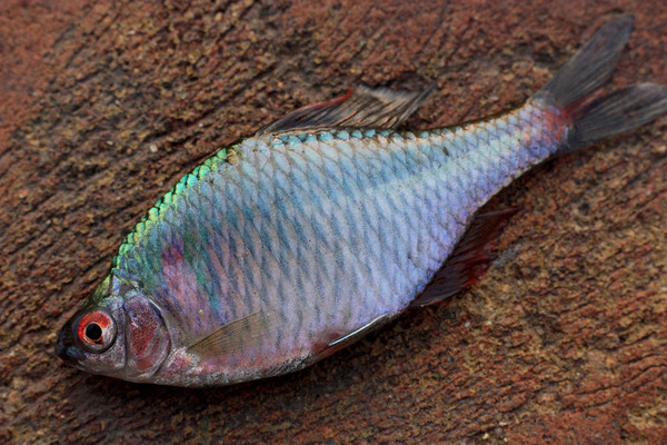 Глазчатый горчак (Rhodeus ocellatus) - самец. Яркая и красивая небольшая рыбка. Обитает в Восточной Азии.