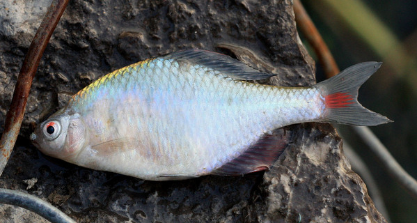 Rhodeus ocellatus. У мертвой рыбы более четко видно красное пятно на хвостовом плавнике.