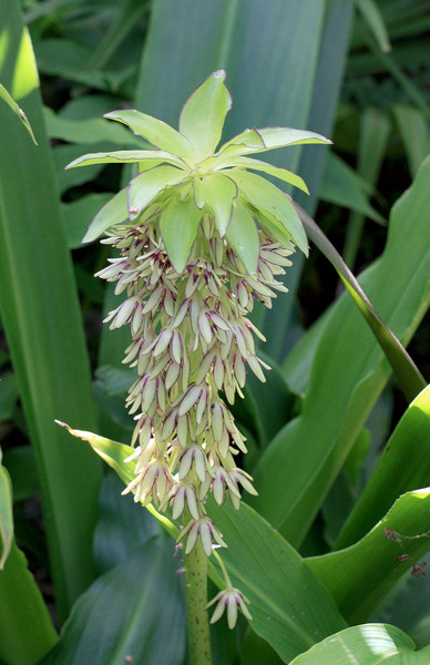 Эвкомис двуцветный (Eucomis bicolor) - представитель семейства Гиацинтовые. Цветки имеют форму шестиконечной звезды и собраны необычные цилиндрические соцветия.