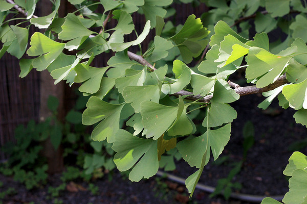 Гинкго двулопастный или Гинкго билоба (Ginkgo biloba) - реликтовое голосеменное растение. Используется в китайской медицине, однако официальная медицина не подтверждает целебных свойств этого растения.