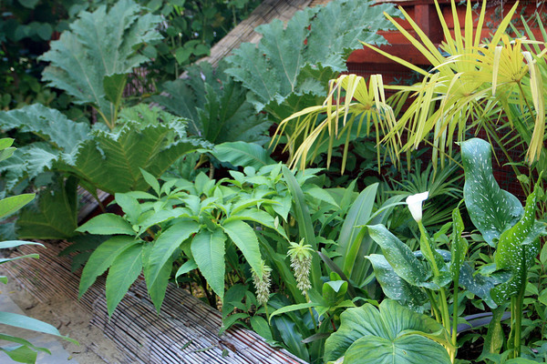 Гунера влагалищная (Gunnera manicata) - на заднем плане. Крупное растение, диаметр листьев может достигать 1.5 метров. Обитает в переходной зоне между субтропиками и тропиками.  В прохладном климате может зимовать при условии утепления в укрытиях.