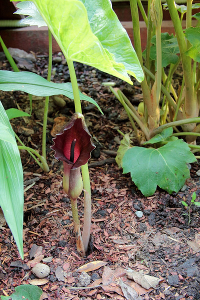 А вот Сауроматум гигантский (Sauromatum giganteum) своего названия не менял. Это растение также цветет в июне в климате Подмосковья.