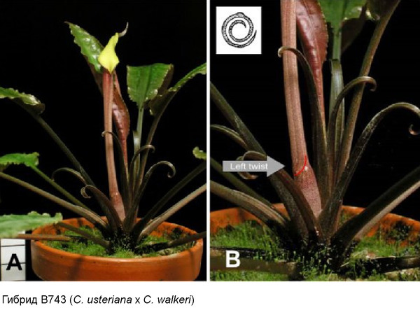 Гибрид B743 (C. usteriana x C. walkeri). Соцветие и лист в этом случае также раскрываются по правой спирали Архимеда, однако Якобсен назвал это левым скручиванием, поскольку оно происходит против часовой стрелки.