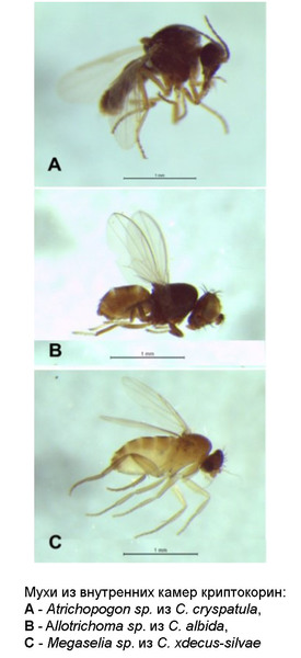 Двукрылые насекомые - основные опылители криптокорин (Cryptocoryne)