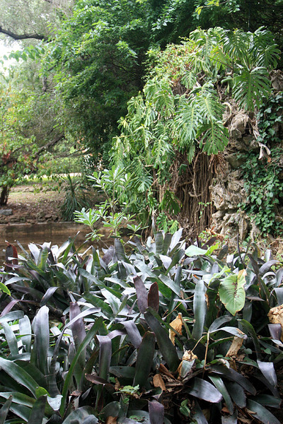 Бильбергия ленточная (Billbergia vittata). Jardim Botanico Tropical, Lisboa.