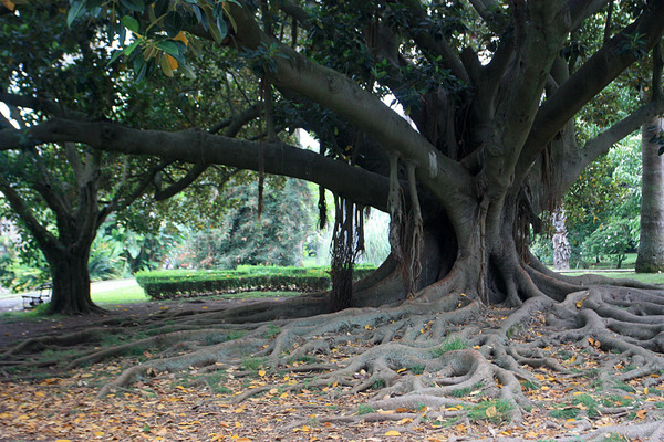 Фикус крупнолистный (Ficus macrophylla). Jardim Botanico Tropical, Lisboa.