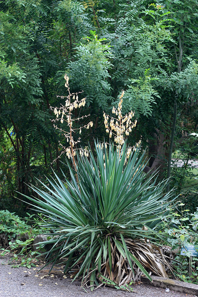 Юкка алоэлистная (Yucca aloifolia). Jardim Botanico Tropical, Lisboa.