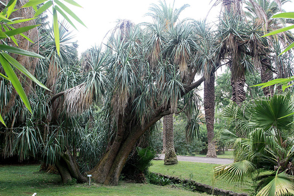 Юкка слоновая (Yucca elephantipes). Jardim Botanico Tropical, Lisboa.