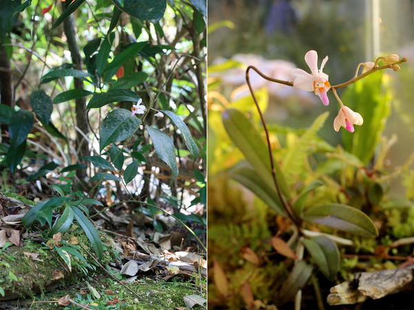 Фаленопсис красивейший (Phalaenopsis pulcherrima) в природе (слева) и домашнем палюдариуме (справа).