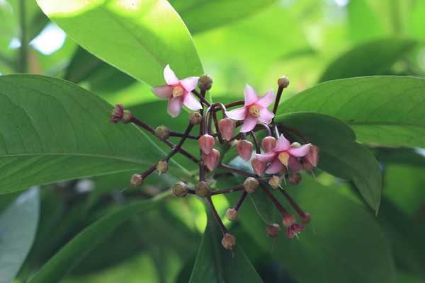 Ардизия метельчатая (Ardisia paniculata) - растение семейства Первоцветные (Primulaceae). Ардизий насчитывается около 800 видов, которые распространены в тропических регионах всего мира.