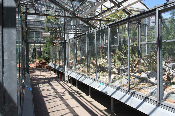 Кактусы и другие суккуленты занимают в Пражском ботаническом саду площадь сравнимую со всей оранжерей тропических растений.