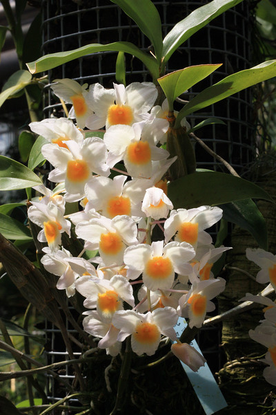 Дендробиум Фармера (Dendrobium farmeri) часто встречается в коллекциях не только бот садов, но и обычных любителей.