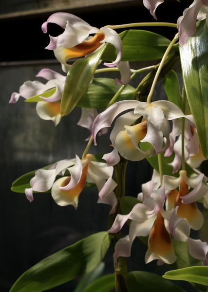 Дендробиум обозначенный (Dendrobium signatum) - очень изящное растение с волнистыми цветками.