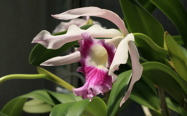 Симпотичный гибрид с крупными соцветиями - Rhyncholaelia glauca x Laelia purpurata “ardosia”.