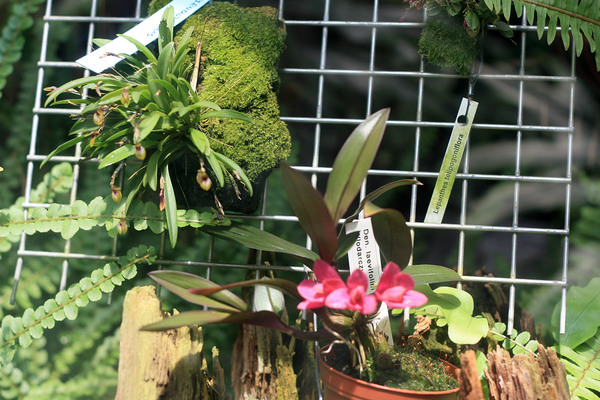 Миниатюрные орхидеи защищены от посетителей стеклом, и поэтому сфотографировать их толком не получилось.