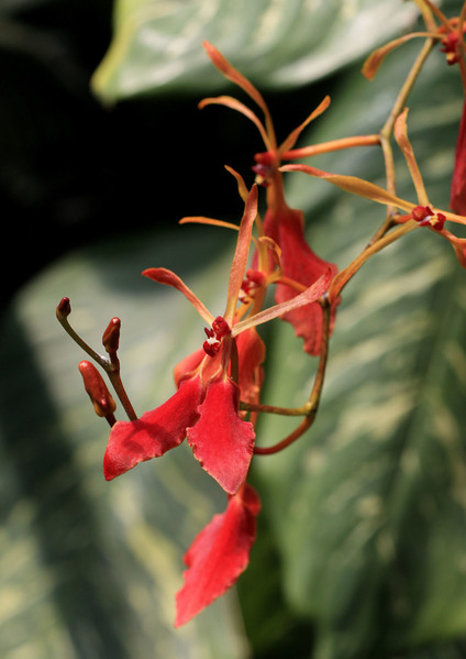 Ренантера вьетнамская (Renanthera vietnamensis) - еще одна орхидея из Юго-Восточной Азии. Ботанический сад Карлового университета, Прага.