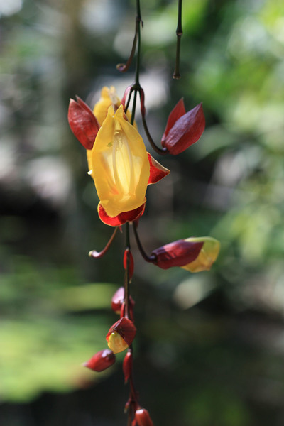 Тунбергия майсурская (Thunbergia mysorensis) - еще одна красивоцветущая лиана. Эта тунбергия также родом из Индии. Раньше растение встречалось нам на Шриланке в ботаническом саду Перадения (город Канди).