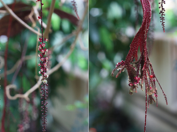 Соцветия Трихостигмы перуанской (Trichostigma peruvianum). Пример фасциации (переплетения). Слева - нормальное соцветие, справа - "мутированное".