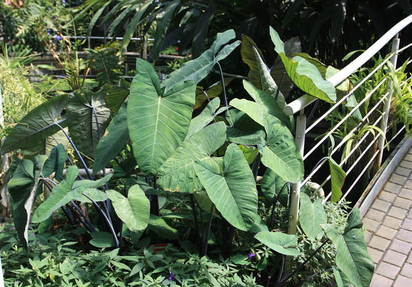 Один из немногих представителей семейства Ароидные в Пражском ботаническом саду - Ксантосома стрелолистная (Xanthosoma sagittifolium).  Это растение еще называют - Маланга. В странах третьего мира корневища Ксантосомы используют в пищу.