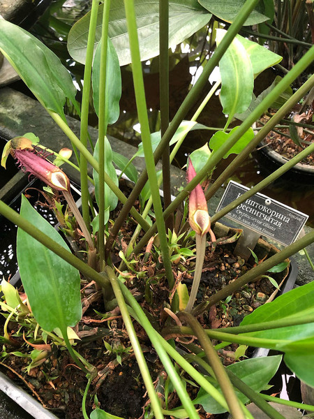 Криптокорина реснитчатая (Cryptocoryne ciliata) выпустила одновременно два соцветия! Это растение было найдено нами недалеко от ресторана Макдональдс в малазийском городе Kota Tinggi.